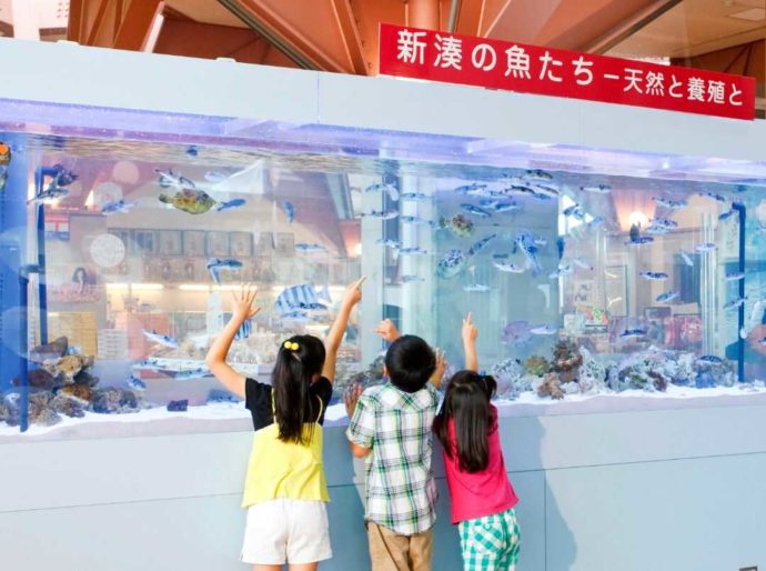新湊の魚たちが泳ぐ大水槽を喜んで見ている子供達