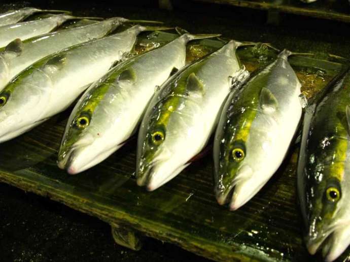 山口県防府市にある「道の駅 潮彩市場防府」の近くにある魚市場に並べられたハマチ