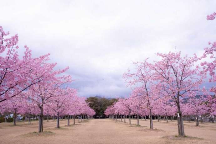 山口県防府市にある「道の駅 潮彩市場防府」から徒歩で行ける花の園