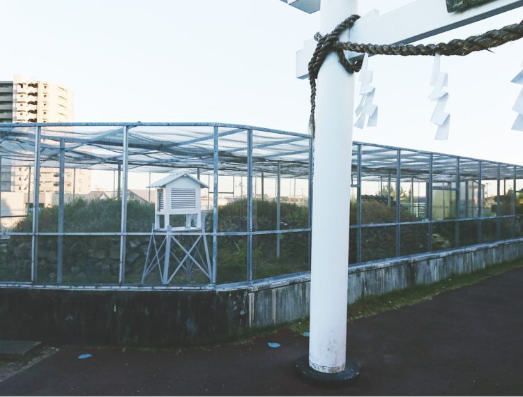 山口県岩国市の岩国白蛇神社の白蛇観覧所