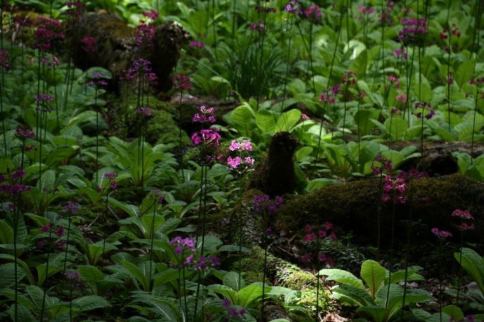 差し込んだ日に照らされるクリンソウ