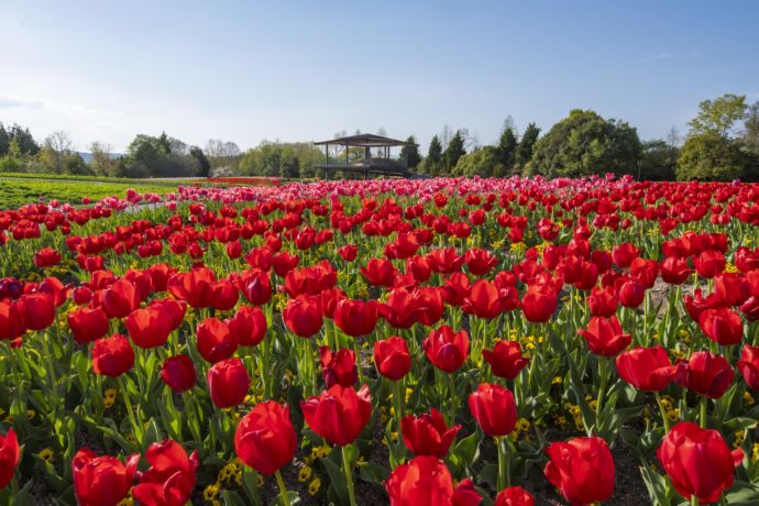 庄原市にある「国営備北丘陵公園」の春風景