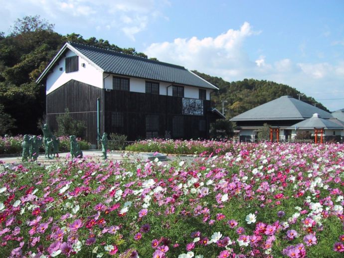 二十四の瞳映画村の敷地内にある四季の花畑