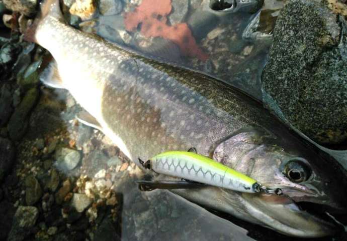 ベリーパークinフィッシュオン!鹿留で釣ったイワナ