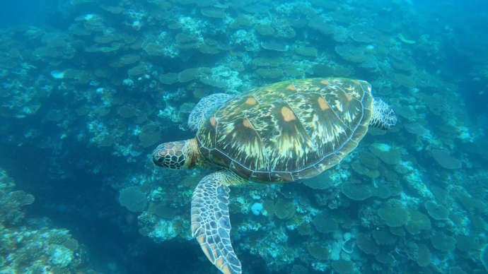 沖縄県石垣市にある「石垣島シュノーケルツアー」で見つけたウミガメ