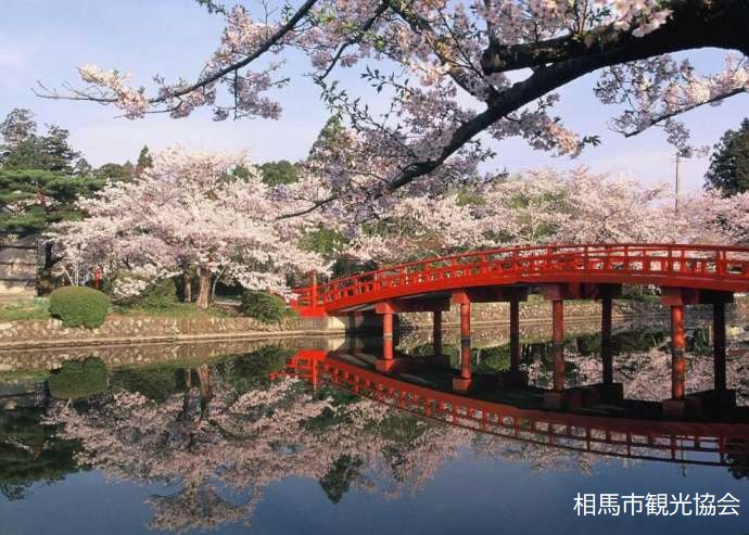 涼ケ岡八幡神社の桜と橋