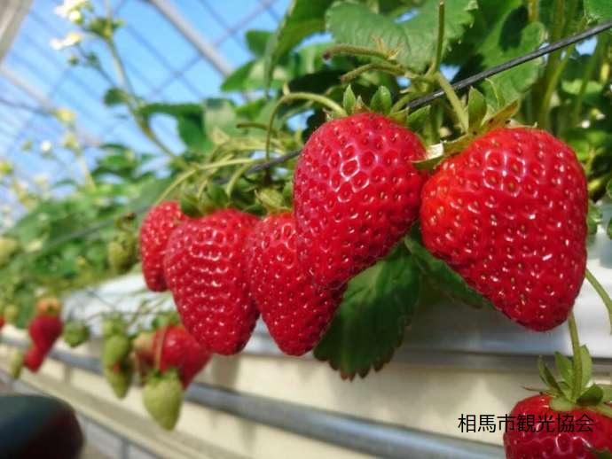 和田観光苺組合のいちご