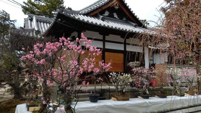 盆梅展が開催されている菅原天満宮の境内