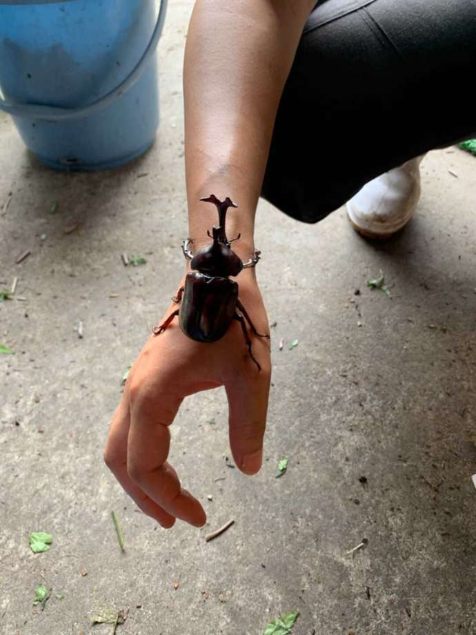 杉乃精に出てくるカブトムシ