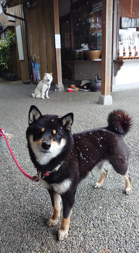 救馬溪観音の2匹の柴犬