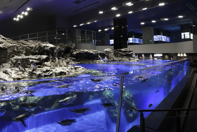 東京で人気のデートスポット_すみだ水族館