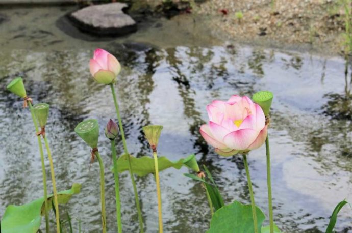 さすてな京都敷地内で鑑賞できるハスの花