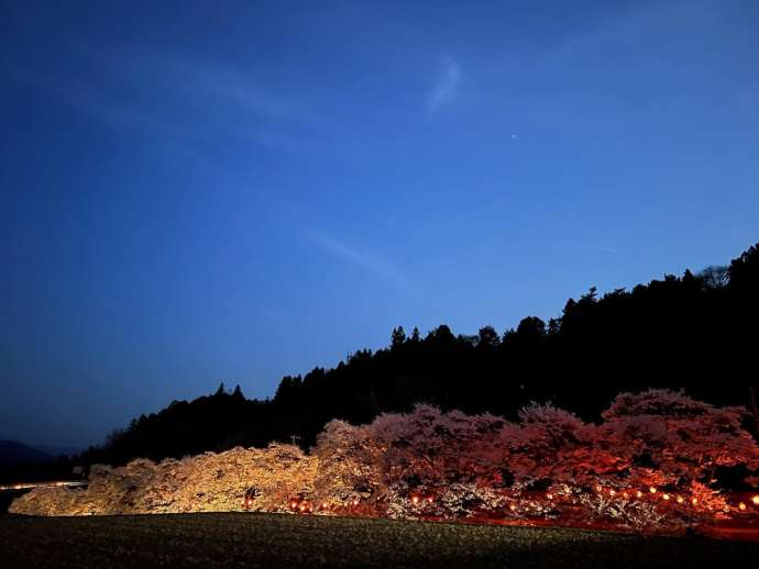 「道の駅田切の里」の近くにある桜並木がライトアップされる様子を引きで眺める