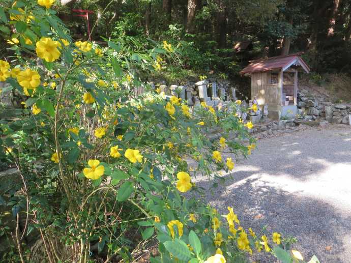 太江寺に咲く雲南月光花