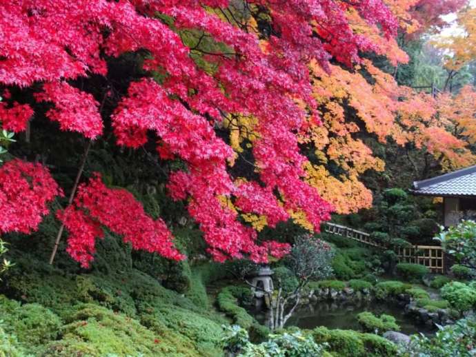 「當麻寺西南院」の庭園で色付くモミジ（秋）