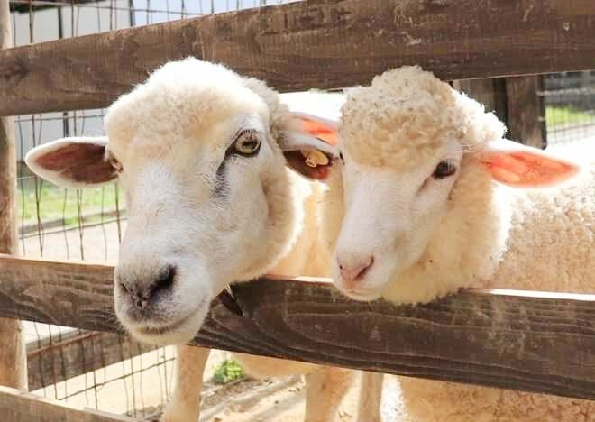 丹後王国「食のみやこ」の小さな動物園で飼育されているヒツジ
