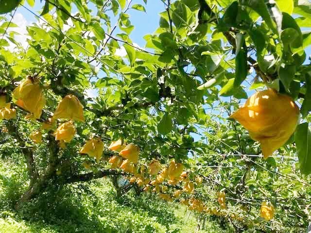 丹後王国「食のみやこ」にある梨の農園