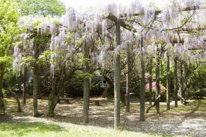 佐賀県鹿島市の誕生院の境内に咲く花