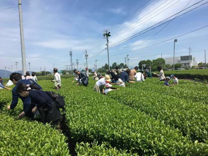 静岡県島田市にある「ふじのくに茶の都ミュージアム」での茶摘み体験の様子