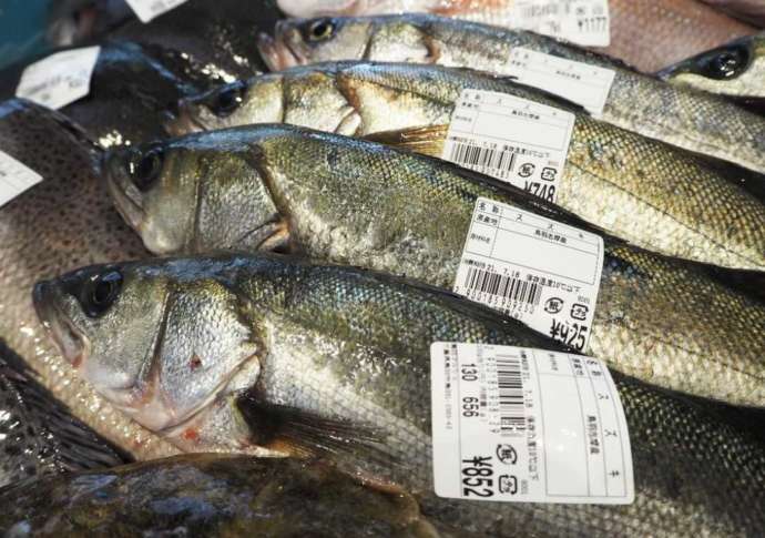 鳥羽マルシェ内直売所にならぶ鮮魚スズキ
