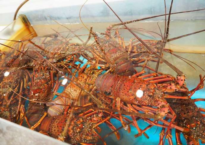 鳥羽マルシェ内直売所の水槽にいる伊勢海老