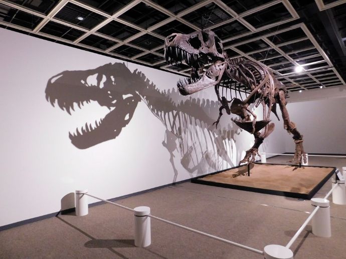 東北歴史博物館の令和3年度夏季特別展「ジュラシック 大恐竜展」の様子