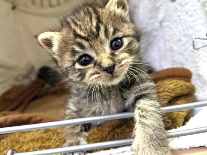 東京都豊島区にある「東京キャットガーディアン」のカメラ目線の子猫