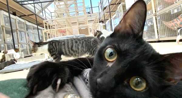 東京都豊島区にある「東京キャットガーディアン」の黒猫を寄りで眺める