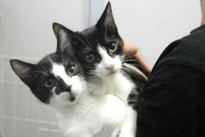 東京都豊島区にある「東京キャットガーディアン」の猫2頭を抱っこしている様子
