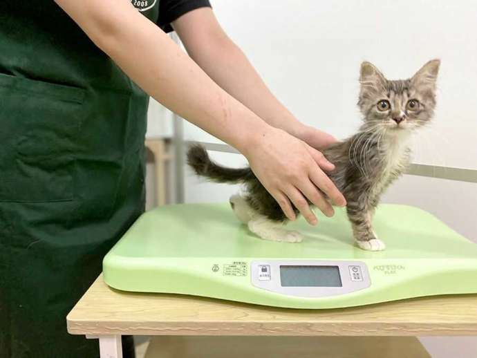 東京都豊島区にある「東京キャットガーディアン」で猫の体重測定をしている様子