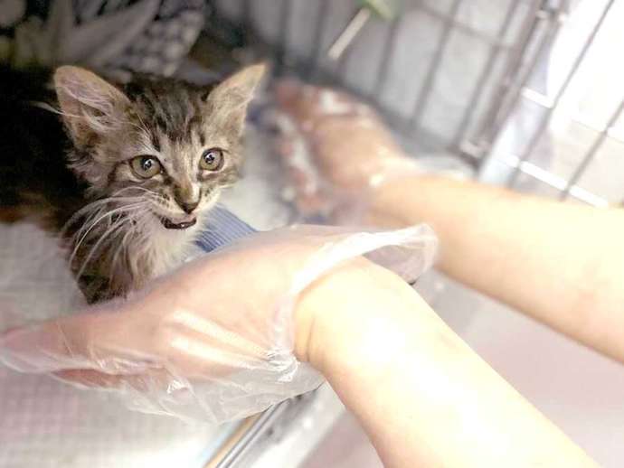 東京都豊島区にある「東京キャットガーディアン」で猫を抱っこしようとしている様子