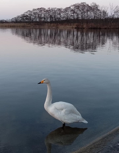 ウトナイ湖の白鳥