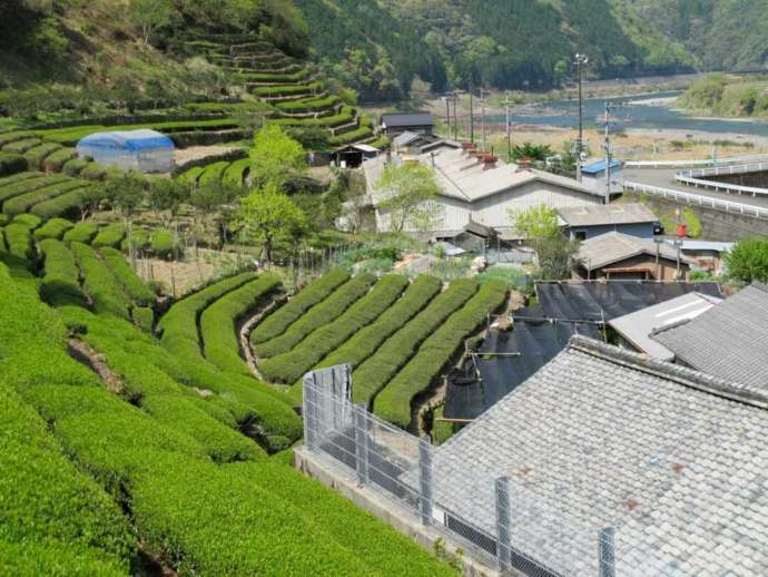 高知県高岡郡の「道の駅四万十とおわ」の近くにある茶畑