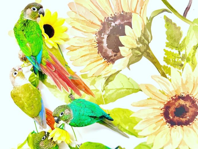 鳥のいるカフェ・ひまわりと鳥