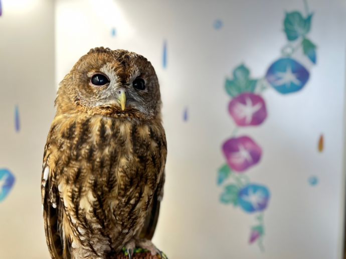 鳥のいるカフェ・フクロウ