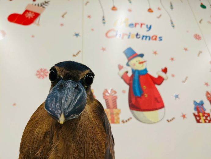 鳥のいるカフェ・大きな鳥正面画像