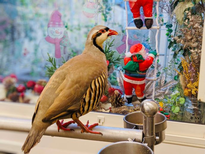 鳥のいるカフェ・冬のディスプレイ