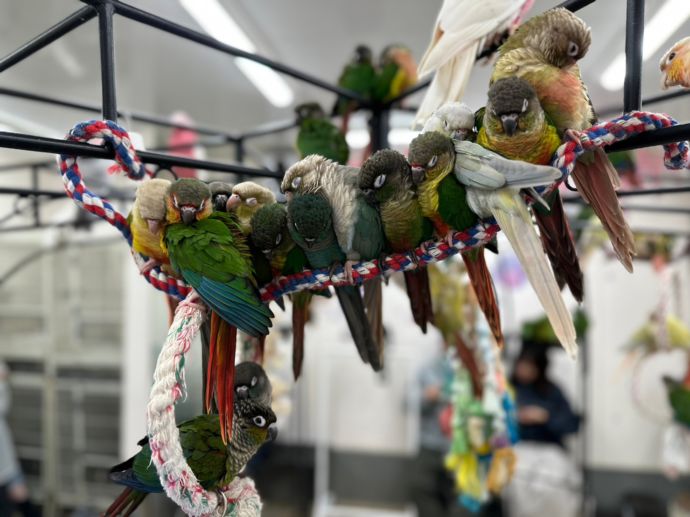鳥のいるカフェ・休憩する鳥たち
