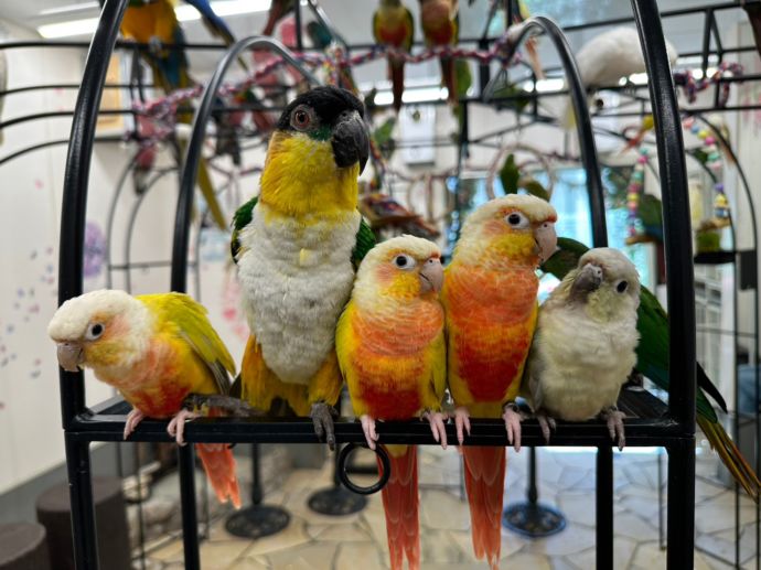 鳥のいるカフェ・仲良く並んでいる鳥たち