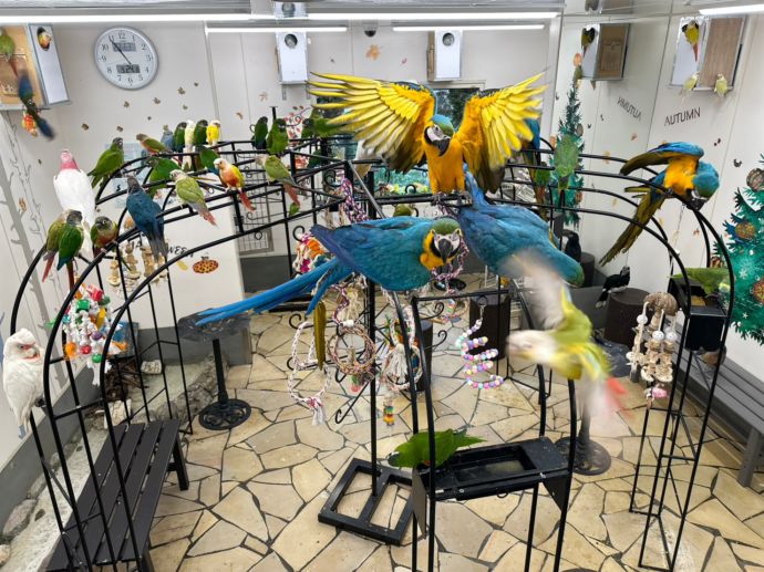 鳥のいるカフェ・放鳥ルーム