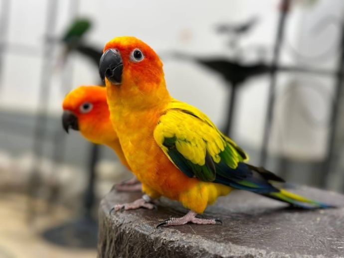 鳥のいるカフェ・かわいいインコカメラ目線