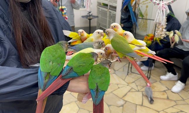 鳥のいるカフェ・おやつを食べる鳥たち