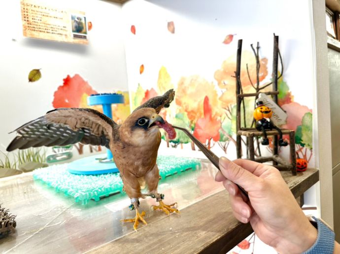 鳥のいるカフェ・肉食チョウゲンボウ
