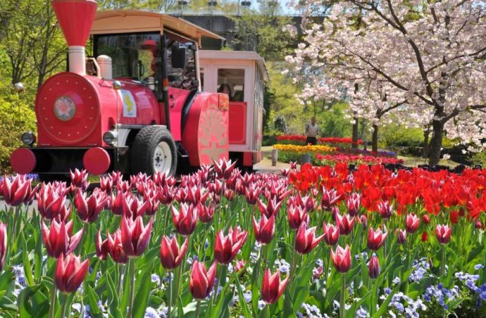 園内を一周15分で周遊する人気のフラワートレインと春の花