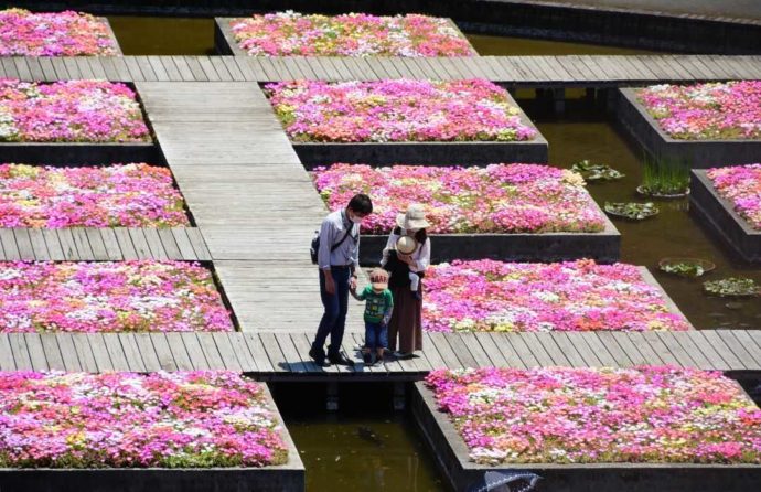 リビングストンデイジーでキラキラと輝く「とっとり花回廊」の春の水上花壇