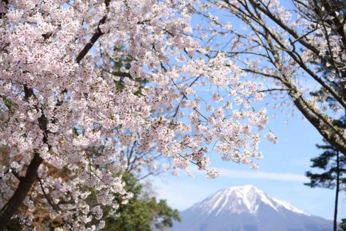 鳥取県南部町の「とっとり花回廊」から望む秀峰大山と桜のコラボレーション