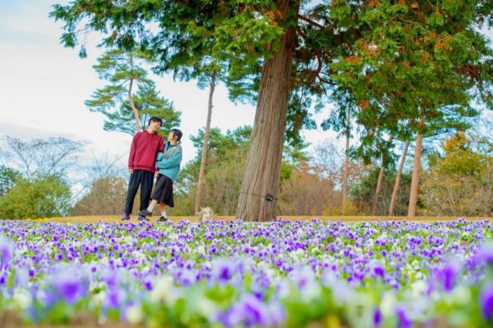 「とっとり花回廊」の中でも最高の写真スポットとして人気の10万株の花の丘でデートするカップル