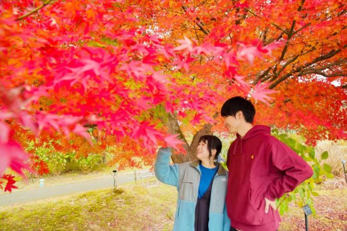 「とっとり花回廊」で秋の紅葉を楽しむカップル