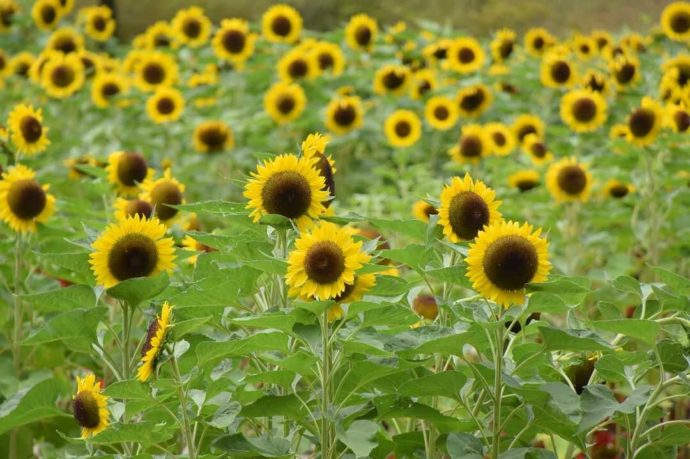 夏の「とっとり花回廊」で楽しめるイベント「ヒマワリ迷路」