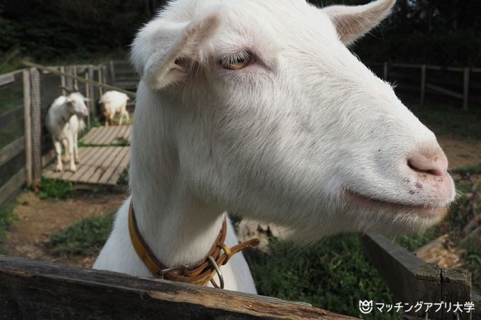 やぎ
